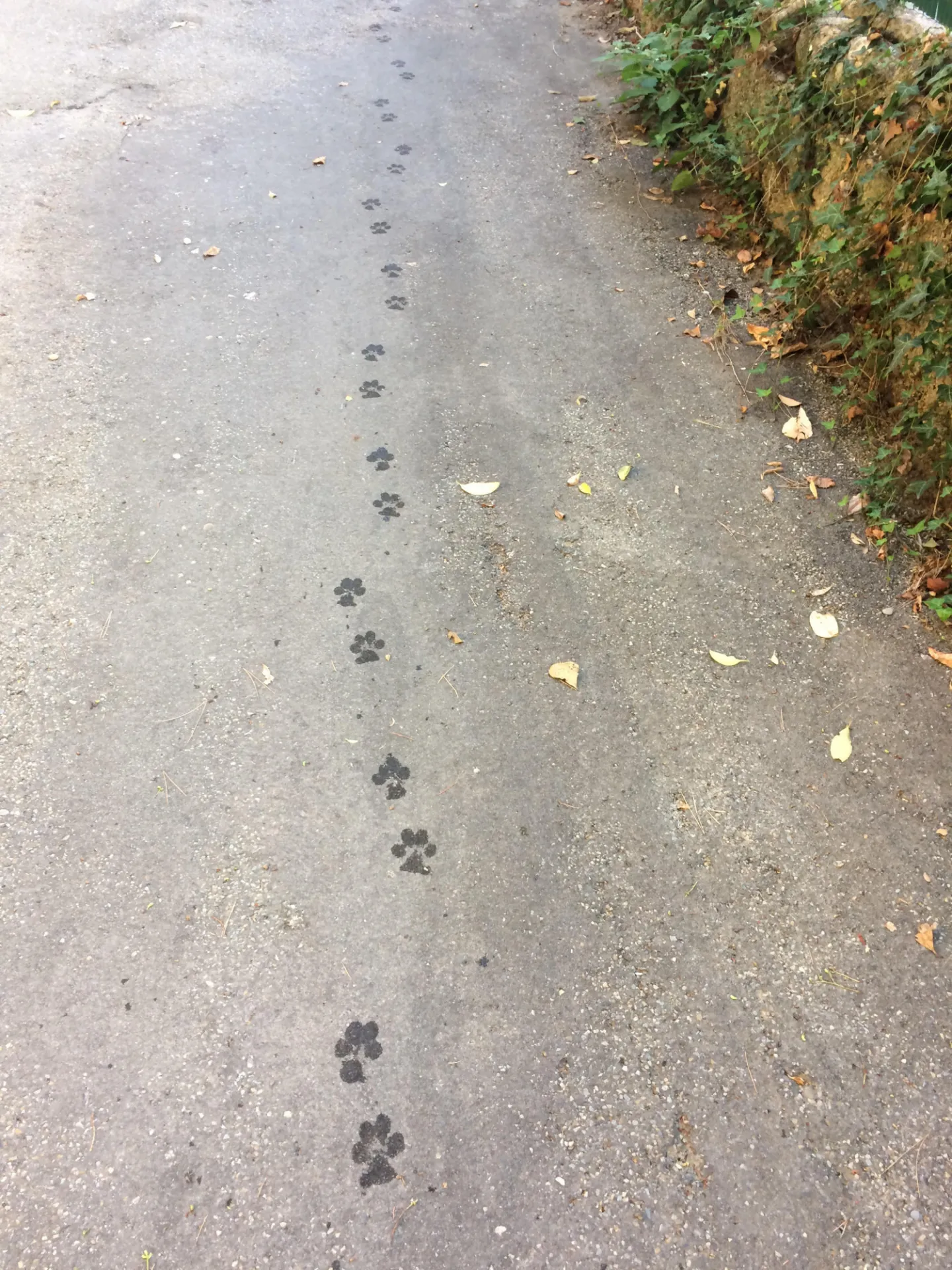 animal footprints 